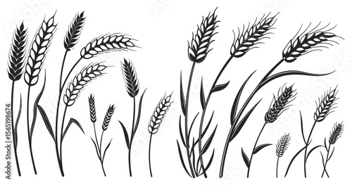 Silhouette Set of Various Wheat and Barley Plants Vector Illustration
