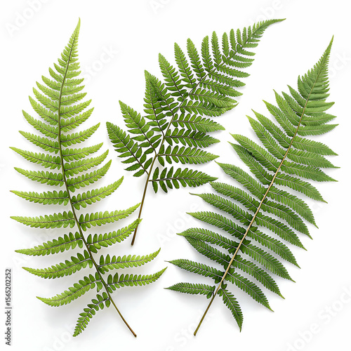 Botanical fern leaf illustrations isolated on transparent background  