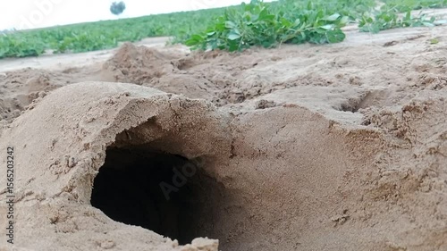 Animal Burrow in Farm Soil
