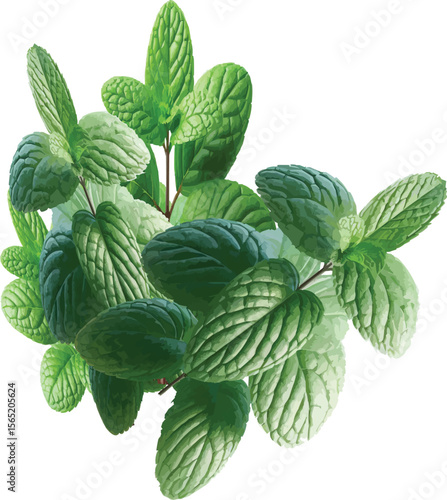 mint plant