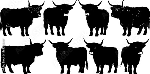 Collection of magnificent highland cattle silhouettes with flowing coats stand together creating beautiful scottish farmland herd scene