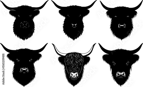 Highland cattle heads with shaggy fur and curved horns showcase beautiful scottish bovine facial portraits for western ranch design elements set