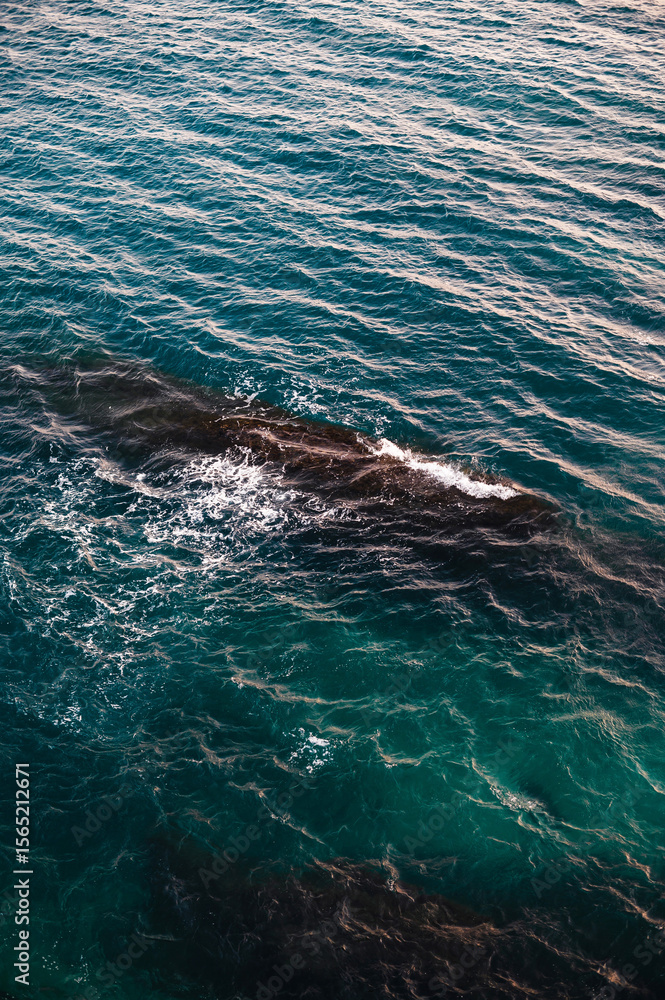 Obraz premium Aerial View of Whale Swimming in Ocean