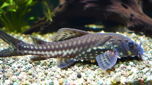 Suckermouth Catfish Resting on Gravel in a Freshwater Aquarium