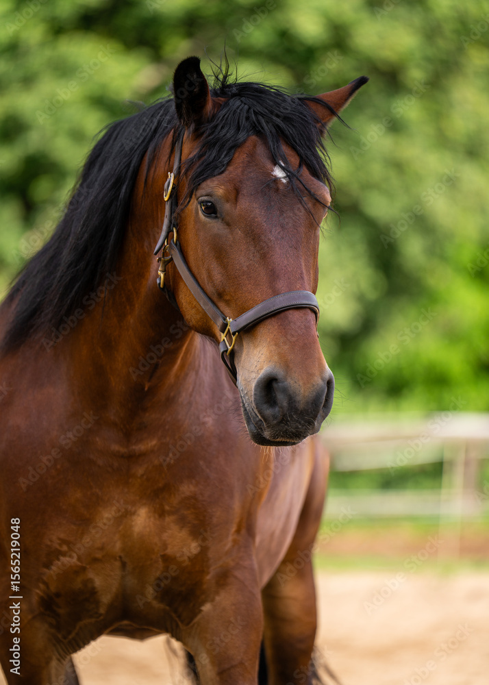 Naklejka premium Headshot of majestic brown horse with black mane, calmly staring into lens. Represents beauty, connection, rural spirit.