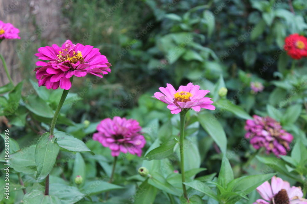 Common zinnia or Zenia flowers in a garden Common zinnia or Zenia flowers in a garden