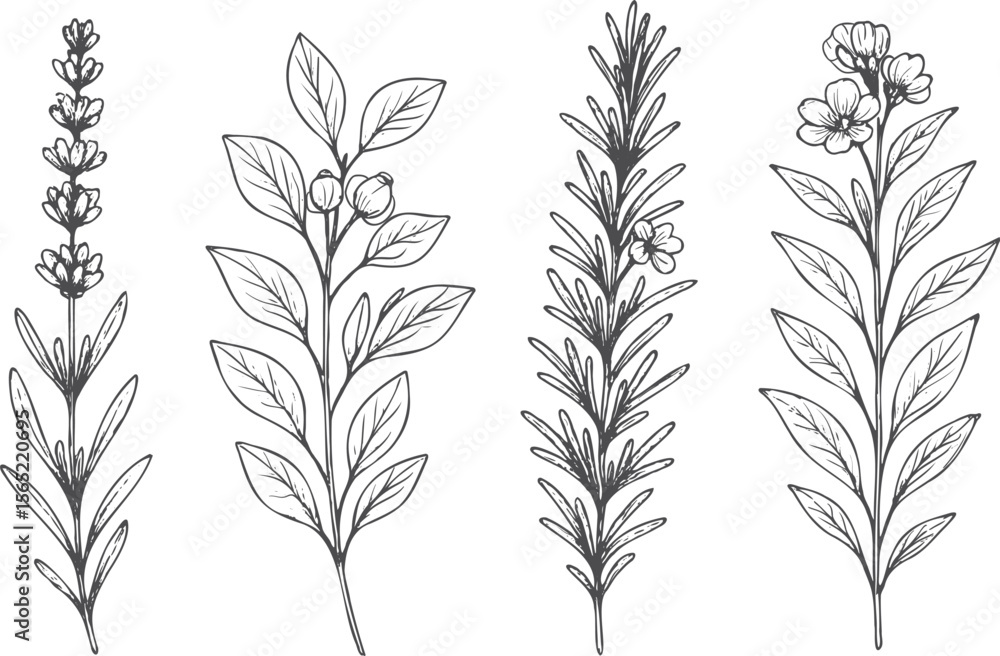 Naklejka premium Botanical Sketches: A Collection of Herbal Elegance