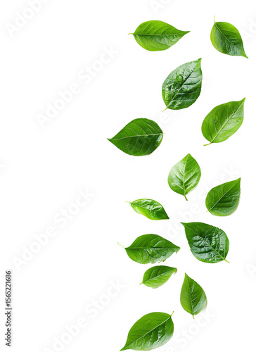 green leaves 