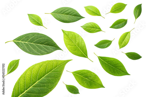 Green leaves isolated on white background simple nature closeup