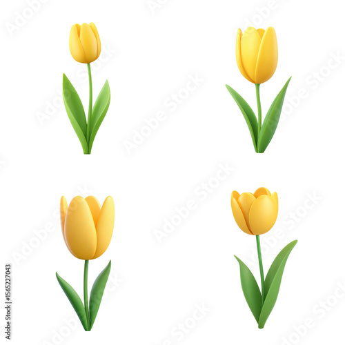 Four yellow tulips, spring flower, floral, bloom, isolated, blossom, garden, flora, growth, petal