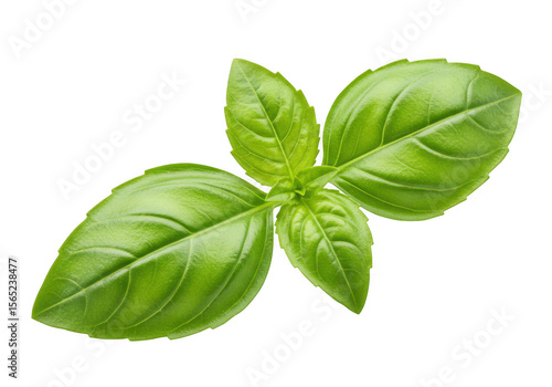 Fresh green basil leaves isolated on transparent background
