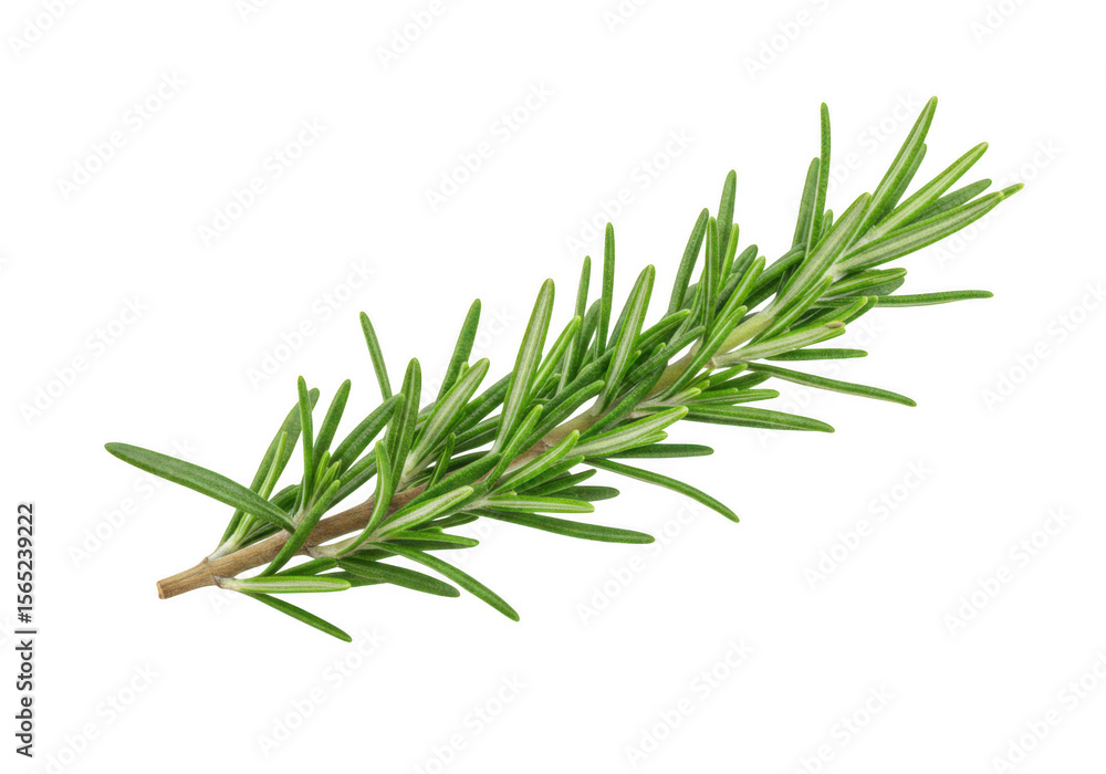 Fototapeta premium Fresh rosemary sprig with needle like green leaves isolated on transparent background