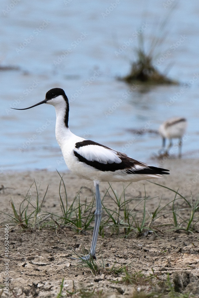 Obraz premium Avocette élégante, Recurvirostra avosetta, Pied Avocet