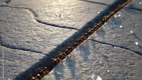 Ants Marching A line of ants march through a crack in the stone pavement