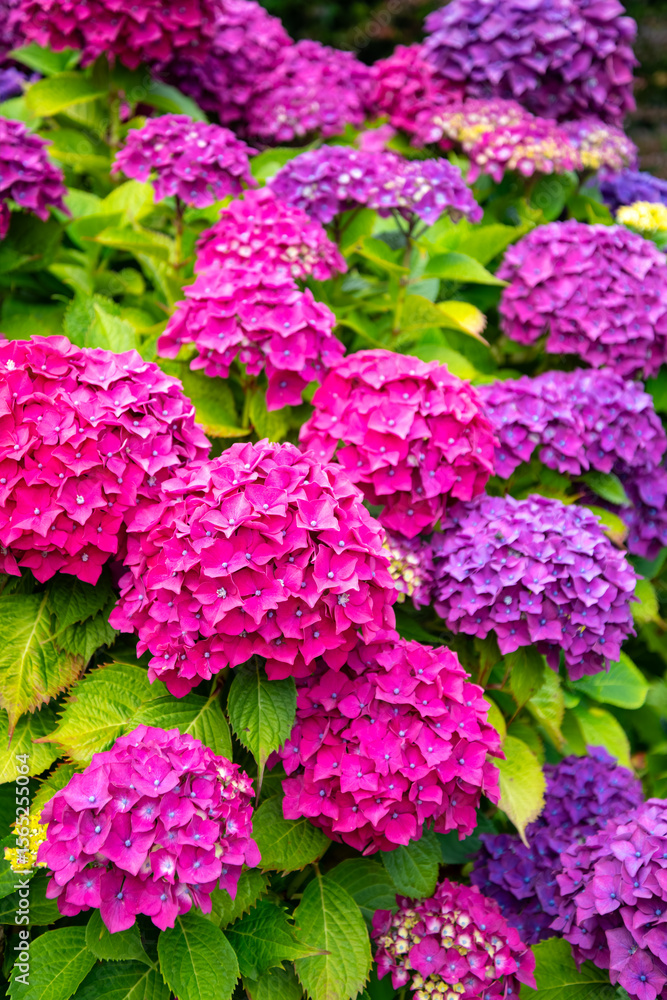 The hortensia is a popular summer garden flower that blooms in colourful shades of purple, lilac, and magenta on the island of Sylt in Germany. The hydrangea is a genus of decorative flowering plants. The hortensia is a popular summer garden flower that blooms in colourful shades of purple, lilac, and magenta on the island of Sylt in Germany. The hydrangea is a genus of decorative flowering plants.