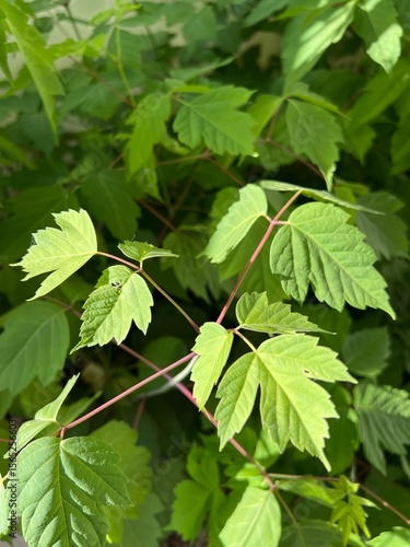 green leaves of a boxelder tree, native tree in Utah, close up