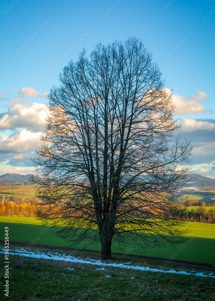 Fototapeta premium Bare tree standing on a hill overlooking Broumov in Czech Republic