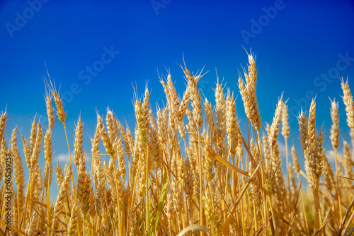 Wallpaper Mural Wheat field, Ears golden wheat. Background ripening ears meadow wheat field. Agricultural harvest Torontodigital.ca
