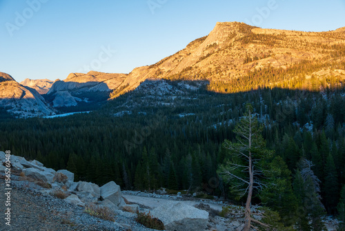 Photography Golden hour illuminating Yosemite National Park valley and pine forest