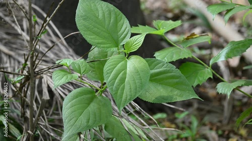 Wallpaper Mural Nyctanthes arbor tristis plant. Its other names  night blooming jasmine, tree of sorrow flower, coral jasmine and  shiuli. Harsigar or parijat plant. Torontodigital.ca