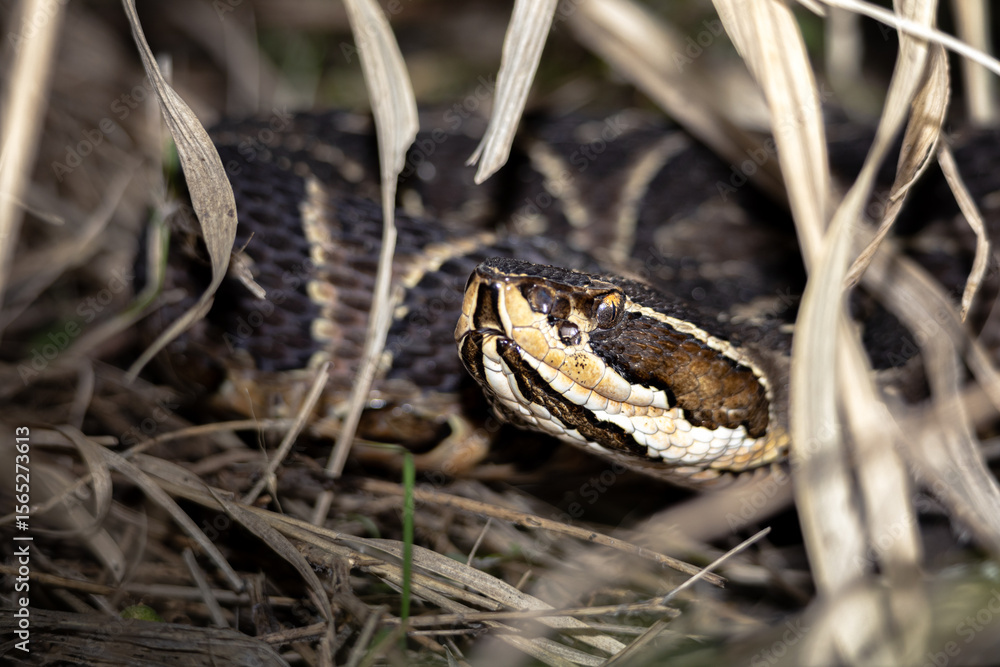 Obraz premium Urutú crossed pitviper Yarará grande (Bothrops alternatus) portrait close-up in Natural Habitat Among Dry Grass on Buenos Aires, Argentina. 