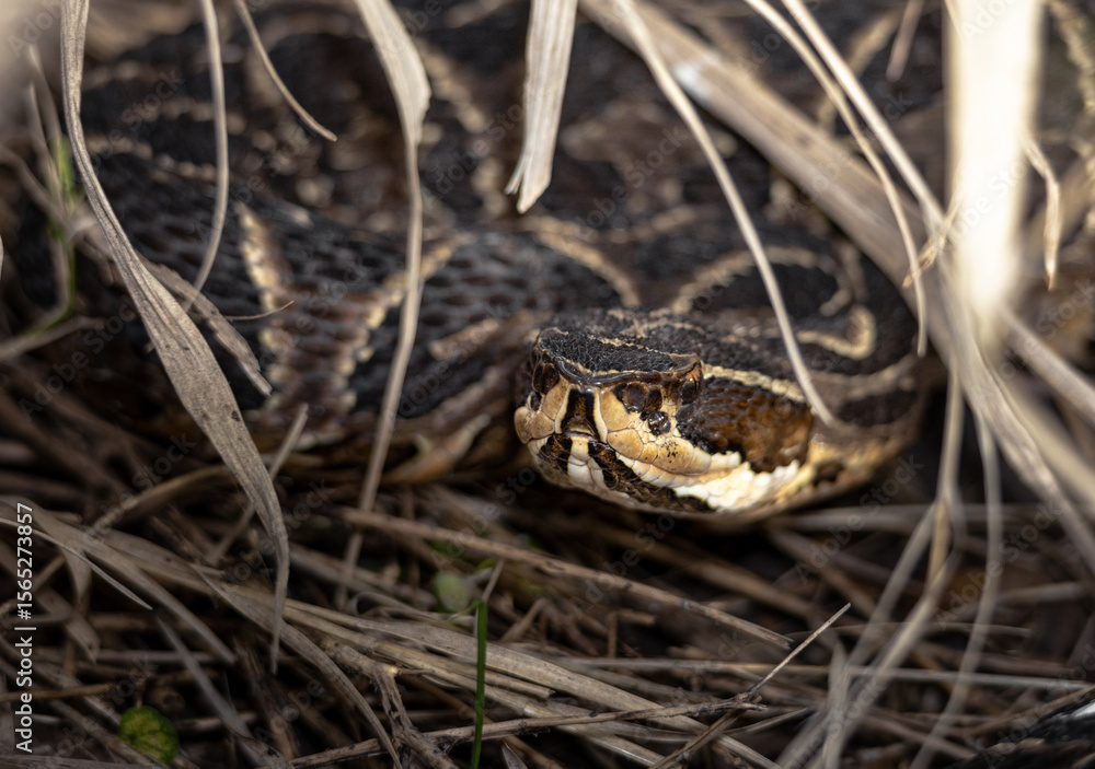Fototapeta premium Urutú crossed pitviper Yarará grande (Bothrops alternatus) portrait close-up in Natural Habitat Among Dry Grass on Buenos Aires, Argentina. 