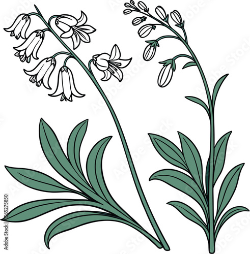 Delicate outline drawing of two blooming bluebell flower stalks with green leaves on a white background