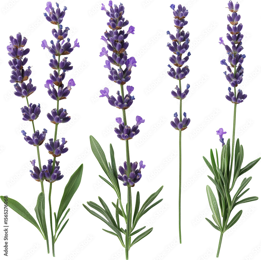 Naklejka premium lavender flower