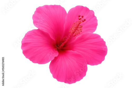 Pink hibiscus flower blooming, revealing delicate petals and prominent stamen against transparent background, highlighting botanical beauty