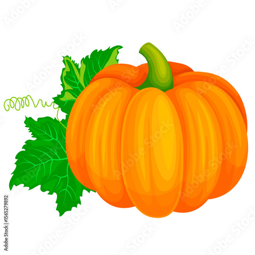 pumpkin orange no background vector
