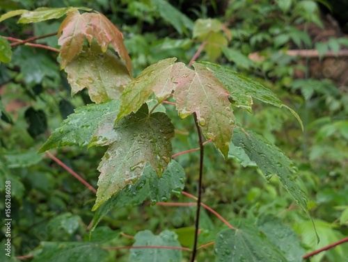 red maple, acer rubrum, maple, 