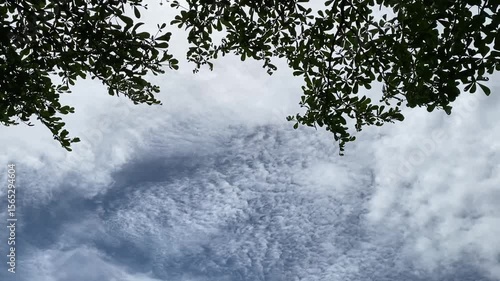 Tree tops against white scattered clouds