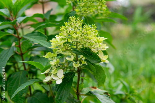 Fotografie blooming panicle hydrangea (Hydrangea paniculata) with greenish-white flowers in a garden setting