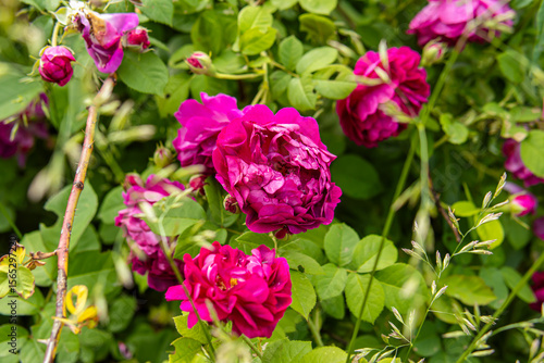 Pink flowers of decorative rosehip. Natural