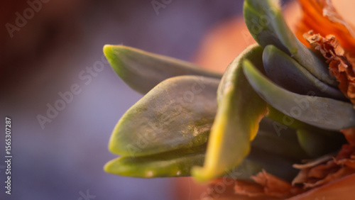 Ethereal Emergence: Soft Focus Onion Sprout