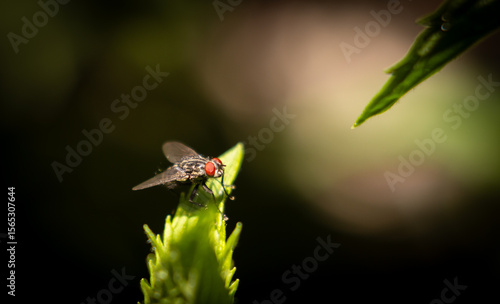 Ruby-Eyed Fly Resting on Vibrant Green Foliage