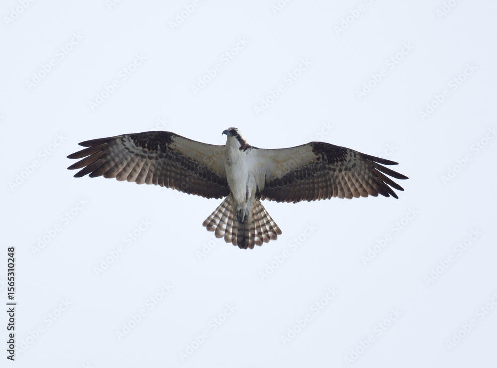 Obraz premium Majestic hawk in flight taken from below