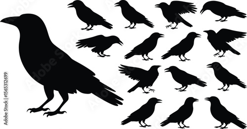 Black Crow Silhouettes Various Poses, Standing, Wings Open, Close Up Isolated on White