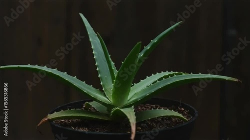 exploration of the aloe vera plant