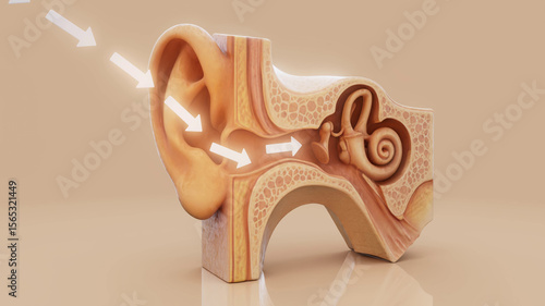 Conceptual 3D illustration of an ear anatomy