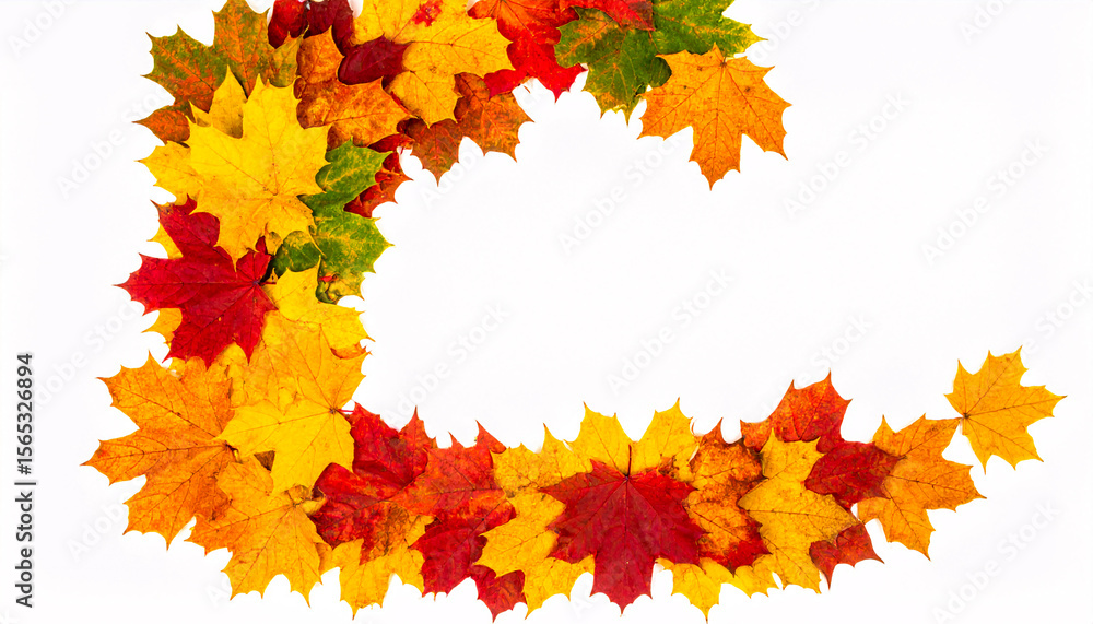 Autumn Maple Leaves Arranged in Autumn Maple Leaves Arranged in
