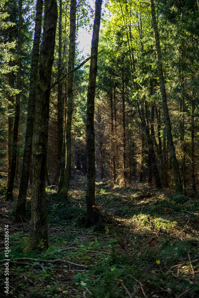 Fototapeta premium Sunbeams in a Dark Misty Forest