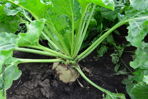 Wallpaper Mural Sugar Beet Plant Growing in the Field close up Torontodigital.ca