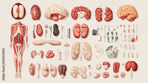 Flat Vector Bundle of Body Parts and Organs Icons for Medical Illustration