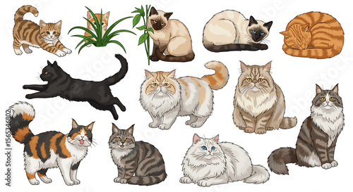 Collection of various cat breeds in different poses and colors on a white background illustration