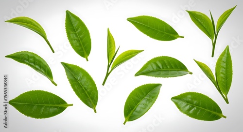 Fresh Green Tea Leaves High-Resolution Images for Culinary and Beverage Use
