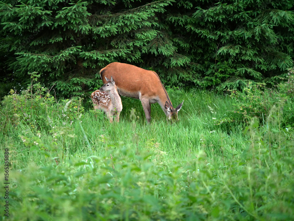 Fototapeta premium Wild Deer and Fawn in Forest Clearing on Summer Day