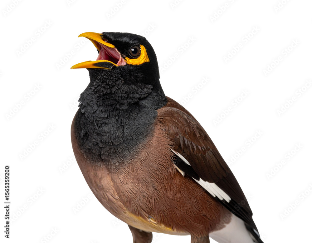Obraz premium Close-up of Singing Myna Bird with Open Beak, isolated on transparent background