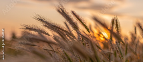 Dry spikelets of wild grass at sunset on summer meadow