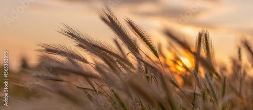 Obraz  z motywem Dry spikelets of wild grass at sunset on summer meadow